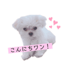 マルチーズのミルクちゃん（個別スタンプ：1）