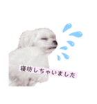 マルチーズのミルクちゃん（個別スタンプ：6）