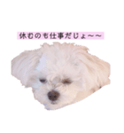 マルチーズのミルクちゃん（個別スタンプ：8）