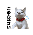 しろポコ（個別スタンプ：3）
