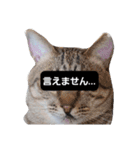 hogoneco（個別スタンプ：4）