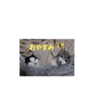 hogoneco（個別スタンプ：8）