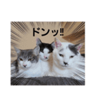 hogoneco（個別スタンプ：9）