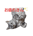 hogoneco（個別スタンプ：10）