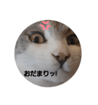 hogoneco（個別スタンプ：15）