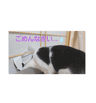 hogoneco（個別スタンプ：16）