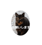 hogoneco（個別スタンプ：18）