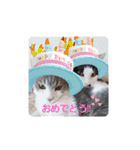 hogoneco（個別スタンプ：19）