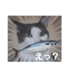hogoneco（個別スタンプ：20）
