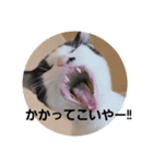 hogoneco（個別スタンプ：24）