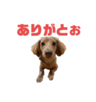 とんかつです。（個別スタンプ：2）