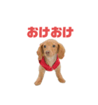 とんかつです。（個別スタンプ：4）