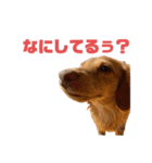 とんかつです。（個別スタンプ：5）