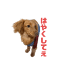 とんかつです。（個別スタンプ：10）