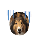 息子の犬（個別スタンプ：1）