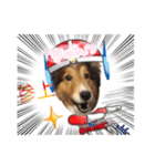 息子の犬（個別スタンプ：2）