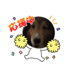 息子の犬（個別スタンプ：3）