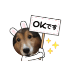 息子の犬（個別スタンプ：4）