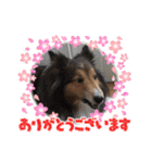 息子の犬（個別スタンプ：6）