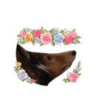 息子の犬（個別スタンプ：16）