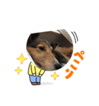 息子の犬（個別スタンプ：19）