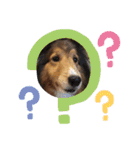 息子の犬（個別スタンプ：22）