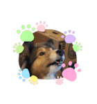 息子の犬（個別スタンプ：25）