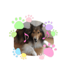 息子の犬（個別スタンプ：29）
