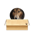 息子の犬（個別スタンプ：30）