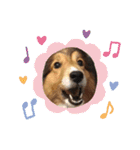 息子の犬（個別スタンプ：31）