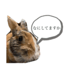 エントハナ -2nd-（個別スタンプ：5）