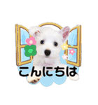 ウェスティxマルチーズmixの愛犬スタンプ♪（個別スタンプ：3）