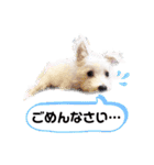 ウェスティxマルチーズmixの愛犬スタンプ♪（個別スタンプ：25）