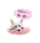 ウェスティxマルチーズmixの愛犬スタンプ♪（個別スタンプ：31）