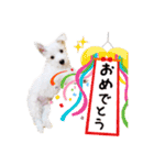 ウェスティxマルチーズmixの愛犬スタンプ♪（個別スタンプ：35）