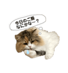 狂猫みろちゃん（個別スタンプ：4）