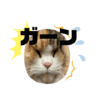 狂猫みろちゃん（個別スタンプ：7）