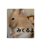 おいらラテ（個別スタンプ：1）