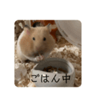 おいらラテ（個別スタンプ：5）
