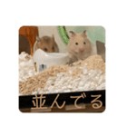 おいらラテ（個別スタンプ：10）