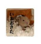 おいらラテ（個別スタンプ：15）