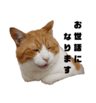 てんまの日常3（個別スタンプ：8）