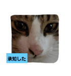 家の子スタンプろくっ（個別スタンプ：1）