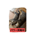 家の子スタンプろくっ（個別スタンプ：4）
