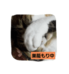 家の子スタンプろくっ（個別スタンプ：6）