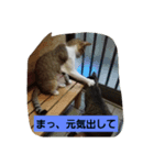家の子スタンプろくっ（個別スタンプ：7）