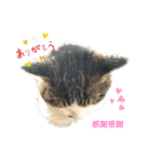 KUNIYA cats（個別スタンプ：6）