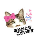 KUNIYA cats（個別スタンプ：8）