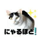 KUNIYA cats（個別スタンプ：9）