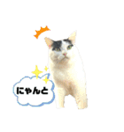 KUNIYA cats（個別スタンプ：10）